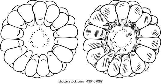 Fresh raw sliced ear of corn. Isolated set