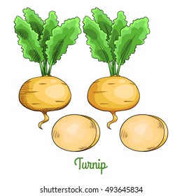 Fresh raw turnip with root and leaves. Isolated set