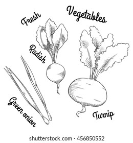 Fresh raw vegetables: green onion, radish and turnip with leaves. Isolated set