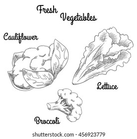 Fresh raw vegetables: lettuce beam, broccoli floret and head of cauliflower with leaves. Isolated set
