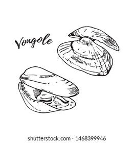 Fresh raw venus clam engraving illustration isolated on white. Black ink, line art vector. Hand drawn Italian cuisine ingridient called vongole.