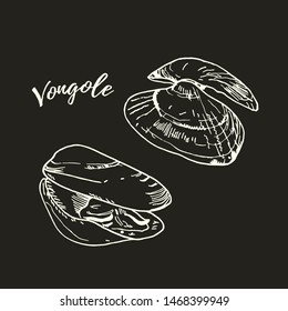 Fresh raw venus clam white chalk illustration isolated on blackboard. Chalkboard line art vector. Hand drawn Italian cuisine ingridient called vongole.