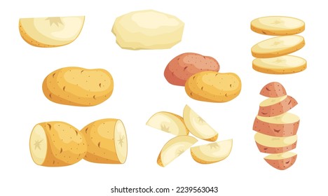 Fresh Raw Whole and Sliced Potatoes set. Eco vegetables collection. Best for farm market, menu designs. Vector illustrations.