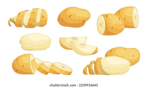 Fresh Raw Whole and Sliced Potatoes set. Eco vegetables collection. Best for farm market, menu designs. Vector illustrations.