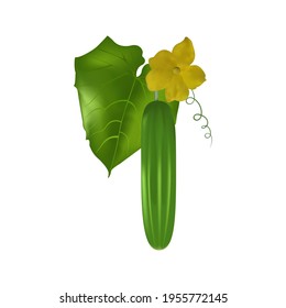 Fresh, realistic cucumber on a white isolated background. Green cucumber with leaves. Harvest cucumber organic ingredient.