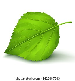 Fresh realistic detailed cherry or apple green leaf close-up isolated on white background, element of eco design. Graphic design. Vector illustration