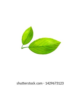 Fresh realistic detailed green leaf of tree close-up isolated on white background, element for eco design. Two leaves of plant. Vector illustration