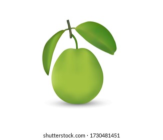 Imagen vectorial de guayaba realista con hoja verde. 3d imagen vectorial realista de guayaba. Guayaba con hojas aisladas en fondo blanco.  Imagen de aprendizaje Alphabet G. 