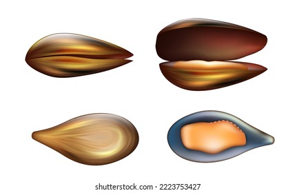 Fresh realistic mussels shell open, closed, empty and with meat. Tasty seafood element isolated on white background. Meal ingredient for salad, restaurant cuisine. Vector illustration