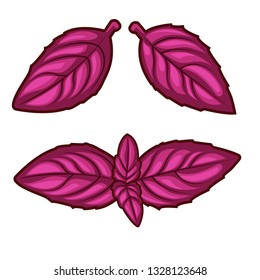 Fresh red basil herb leaves isolated on white background. Top view. Food background.