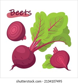 Fresh red beet with green leaf in cartoon style. Vector whole and parts sweet red beet isolated on a white background.