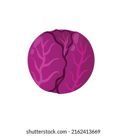 Fresh red cabbage in cartoon style isolated element. Healthy food print for farm market menu and recipes. Vector illustration