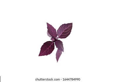 Fresh red herb vector illustration on white background