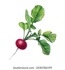 Fresh red radish with green leaves vector illustration isolated on white background. Healthy food organic vegetable. Pink magenta redish with green fresh foliage. Watercolor style food illustration.