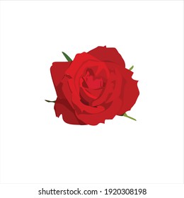 fresh red rose flower blooming vector digital design graphic 2d hd illustration