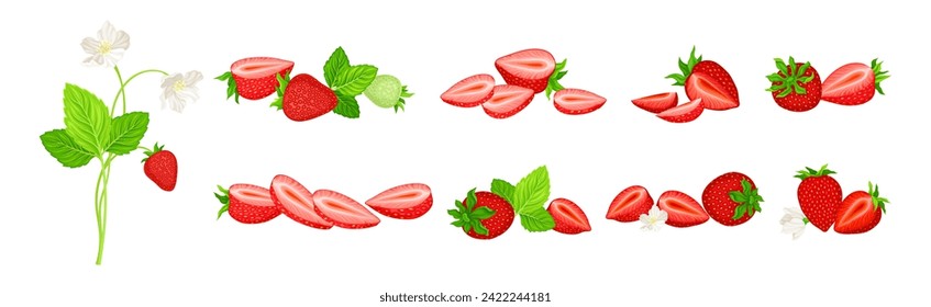 Fresh Red Strawberry Plant as Sweet Garden Crop Vector Set