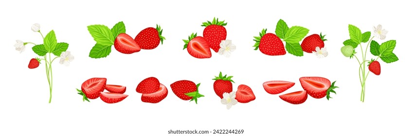 Fresh Red Strawberry Plant as Sweet Garden Crop Vector Set