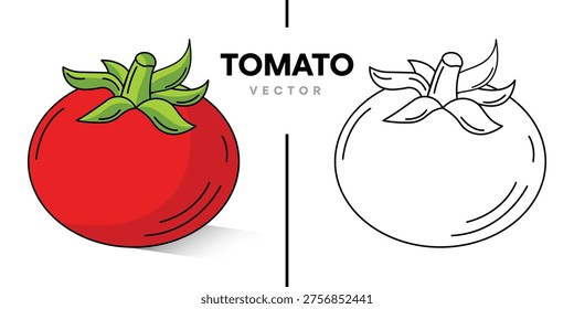 Fresh Red Tomato Vector Illustration Set. Flat Design Style and Black and White Line Art Version of Organic Vegetable Isolated on White Background.