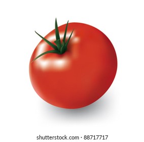 Fresh red tomato vector illustration