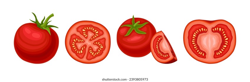 Fresh Red Tomato Vegetable as Mature Garden Crop Vector Set