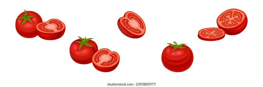 Fresh Red Tomato Vegetable as Mature Garden Crop Vector Set