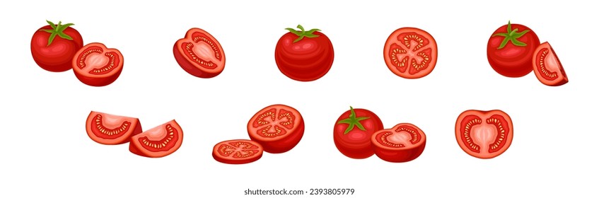 Fresh Red Tomato Vegetable as Mature Garden Crop Vector Set