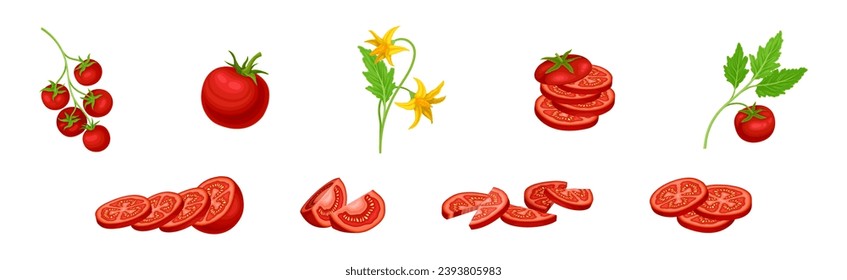 Fresh Red Tomato Vegetable as Mature Garden Crop Vector Set