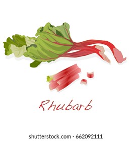 fresh rhubarb isolated on white vector