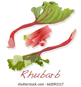 fresh rhubarb isolated on white vector