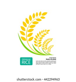 Fresh Rice on white background
