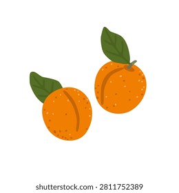 Fresh ripe apricot collection isolated on white background. Sweet organic summer stone fruit for healthy food, harvest and farm designs. Flat vector illustration.