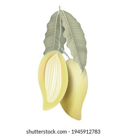 Fresh ripe Barracuda mango and a cross section with leaves on white