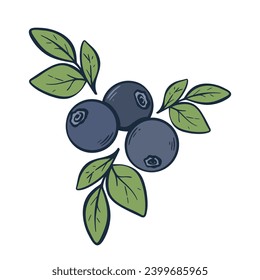 Fresh ripe blueberries hand engraving. Colored wild eco berries. Organic healthy food, hand drawn clip art. Wild Huckleberry print sketch for branding, packaging design, isolated on white background