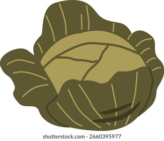 Ilustração do vetor vegetal do repolho maduro fresco