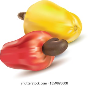 Fresh ripe Cashew fruit with path