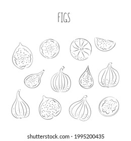 Fresh ripe delicious juicy figs whole and cut in half and quarter. Set of fruits isolated on white background. Vector hand drawn illustration.