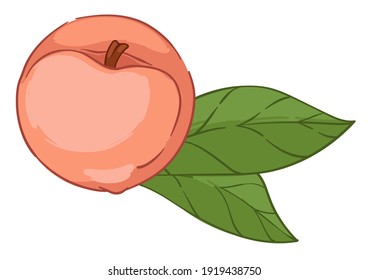 Fresh and ripe fruit with foliage, isolated ripe peach. Refreshing organic and natural ingredient. Sweet berry growing in farm. Harvesting of apricots and nectarines. Dieting and eating Vector in flat