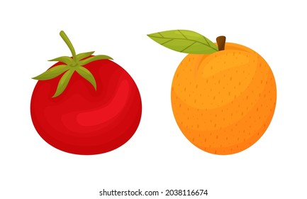 Fresh ripe fruit and vegetable set. Tomato and apricot organic vegetarian food cartoon vector illustration