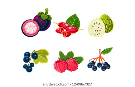 Fresh ripe fruits and berries set, mangosteen, sugar apple, synsepalum, currant, raspberry, black chokeberry vector Illustration on a white background