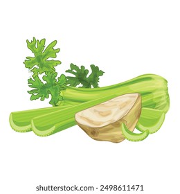 Fresh ripe green celery sticks illustration lying with root and leaves isolated on white background
