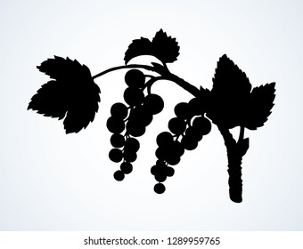 Fresh ripe Grossulariaceae redcurrant on light backdrop. Dark ink hand drawn blackcurrant emblem pictogram in retro art contour engraved print style on paper space for text. Closeup view