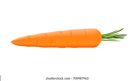 Fresh ripe juicy carrot with short green stem isolated. Close up. vector illustration. Orange root. for cooking, cosmetics, Herbal medicine, skin care, ointments, labels, prints wrapping web design