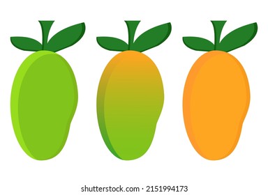 Fresh to ripe Mango Vector Set. Mango illustration fruit vector design stock. beautiful mango in flat design. On white background