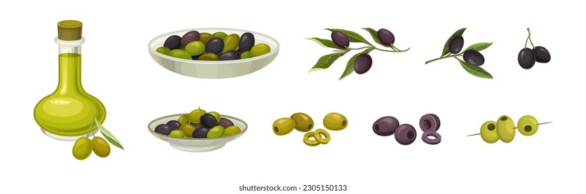 Fresh and Ripe Olive Black and Green Fruit Vector Set