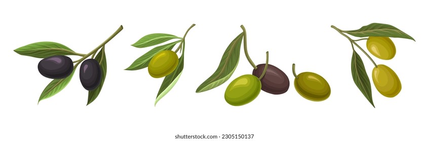 Fresh and Ripe Olive Black and Green Fruit Vector Set