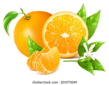 Fresh ripe oranges with leaves and blossom. Vector illustration.