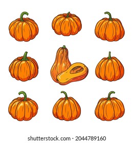 Fresh Ripe Pumpkins Collection. Pumpkin Illustrations Set for stickers, prints, invitation, menu and greeting cards design and decoration. Premium Vector