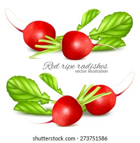 Fresh ripe radishes. Vector illustration