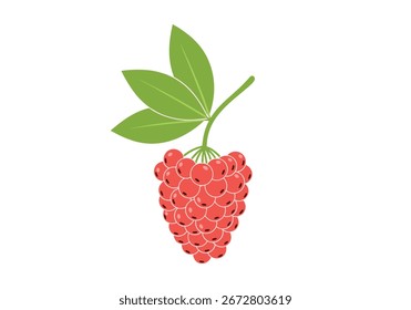 Fresh ripe raspberry fruit with green leaves and stem organic healthy food ingredient illustration