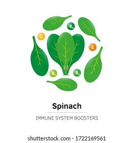 Fresh ripe spinach vector flat illustration. Set of greeny vegetables in cartoon style. Healty detox food. Immune system booster. Immunity boost